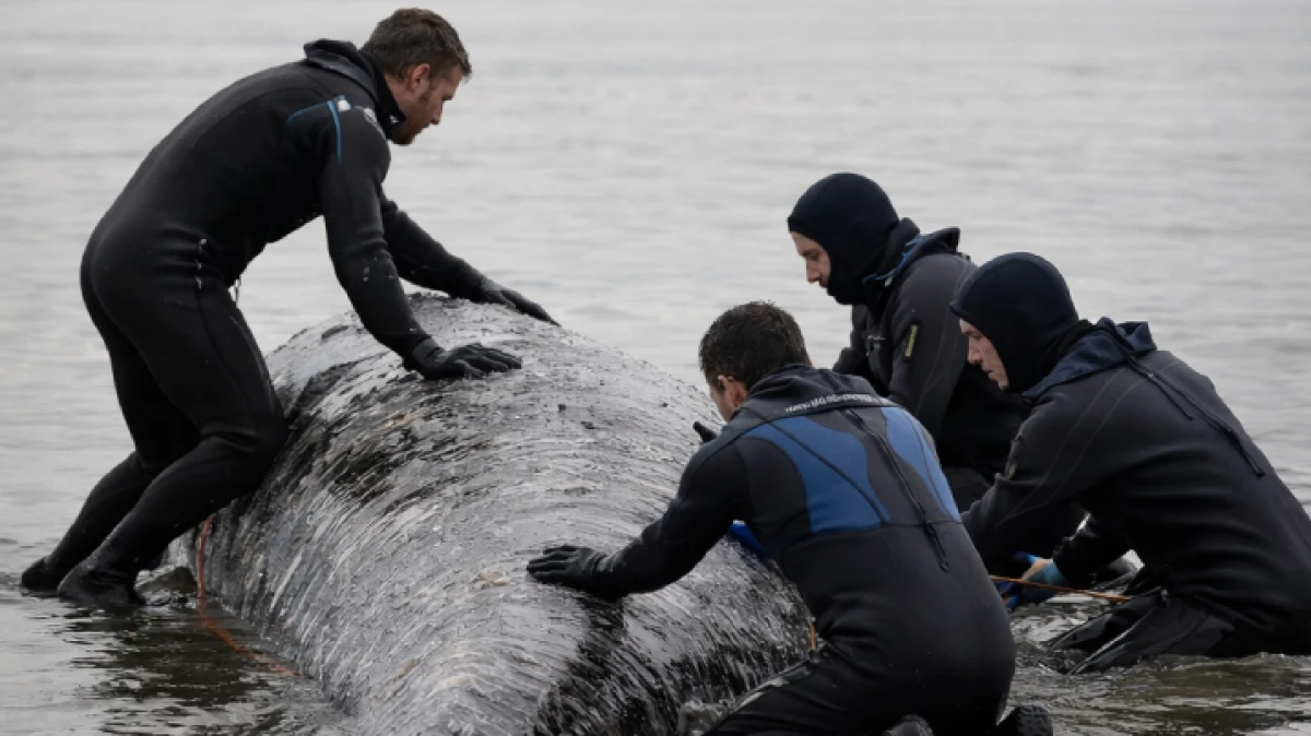 Schenken wir Timmy heute die Freiheit?