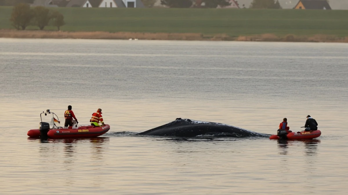 LIVETICKER: Letzte Chance für Buckelwal Timmy