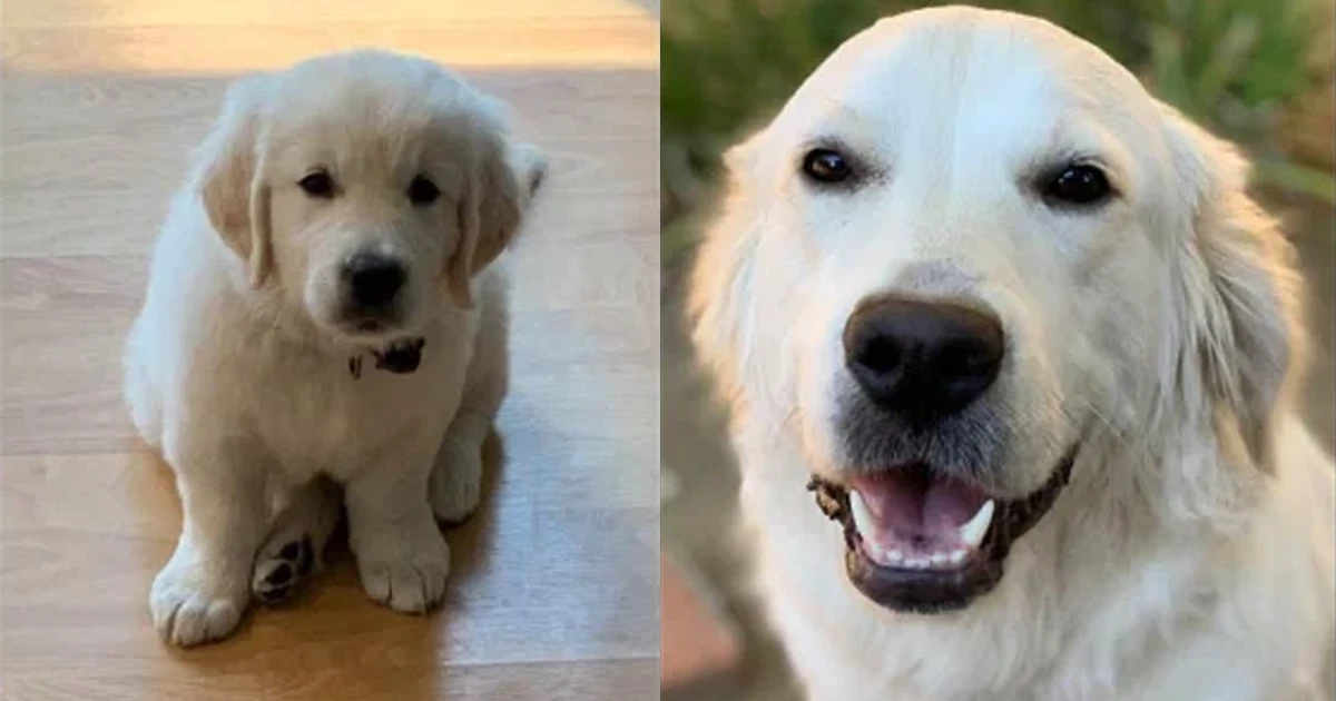 Hunde werden so schnell erwachsen