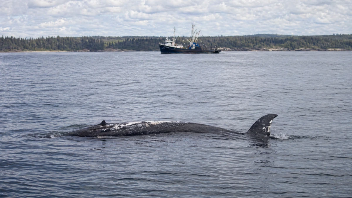Transport-Schute für Ostsee-Wal Timmy erreicht den Nord-Ostsee-Kanal