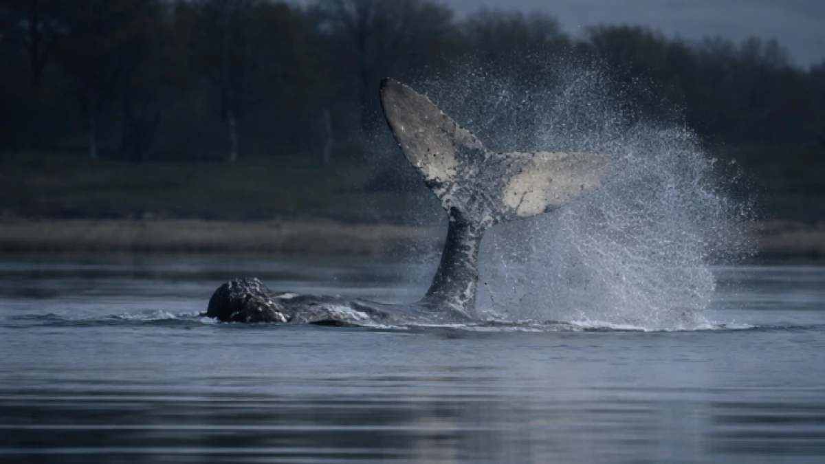 Buckelwal Timmy liegt in flachem Wasser der Ostsee nahe Poel, Rettungsboote im Hintergrund