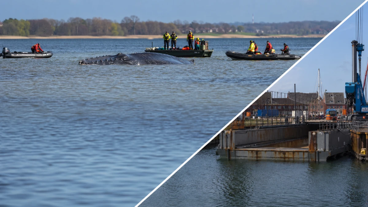 Geschwächter Buckelwal Timmy im flachen Ostseewasser vor Poel, daneben Einsatzkräfte und eine Transport-Barge.