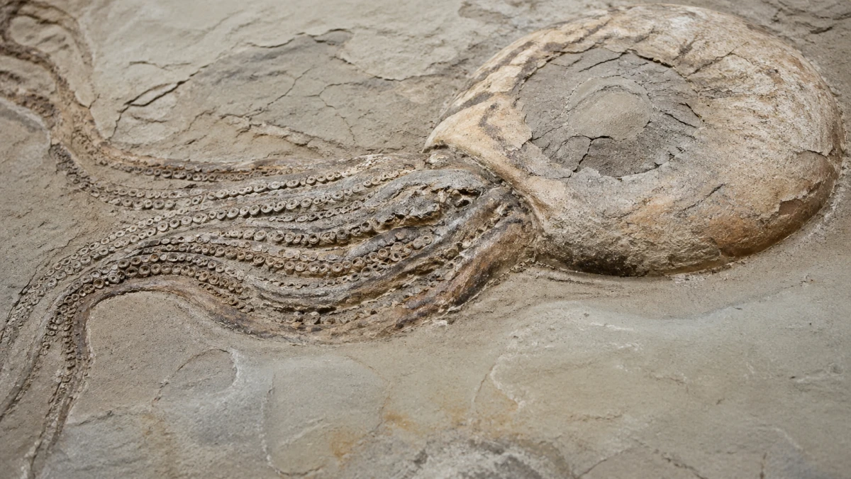 19-Meter-Oktopus aus der Kreidezeit: Fossilfund stellt Meereswelt auf den Kopf